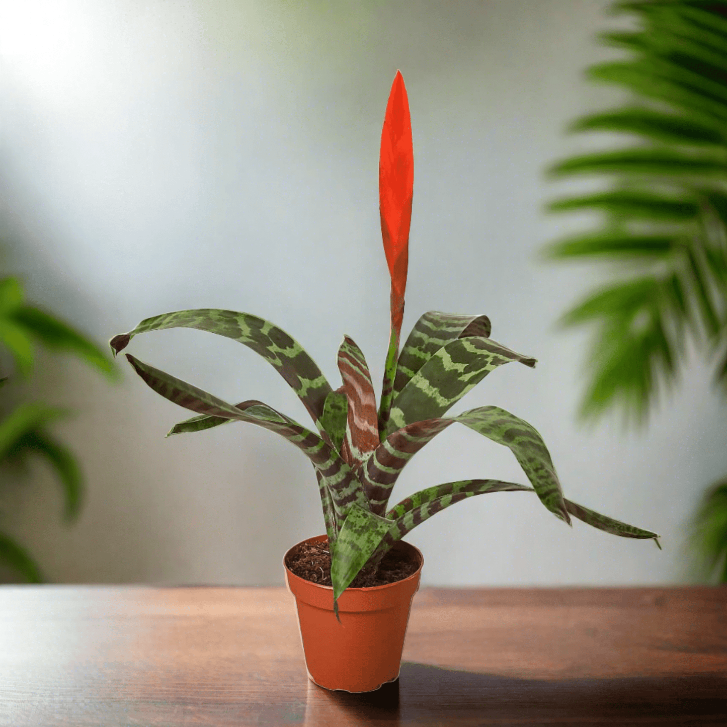 Bromeliad Vriesea 'Splenriet' - Plantonio