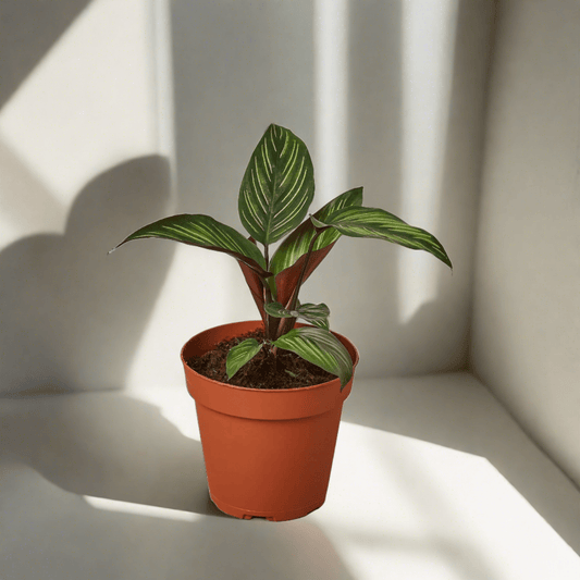 Calathea 'Beauty Star' - Plantonio