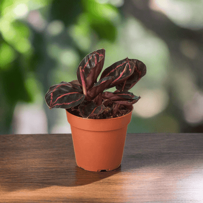 Calathea 'Dottie' - Plantonio