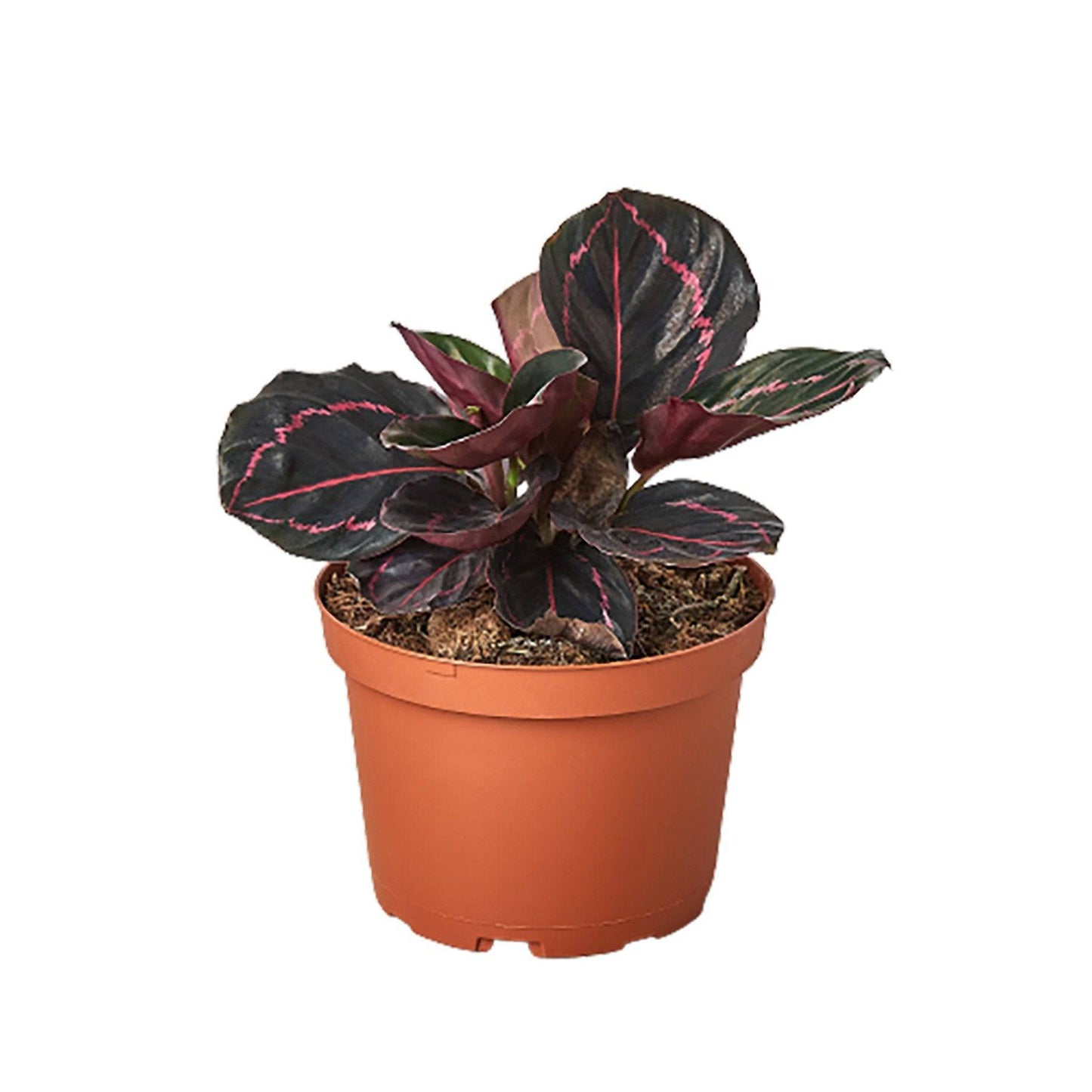 Calathea 'Dottie' - Plantonio