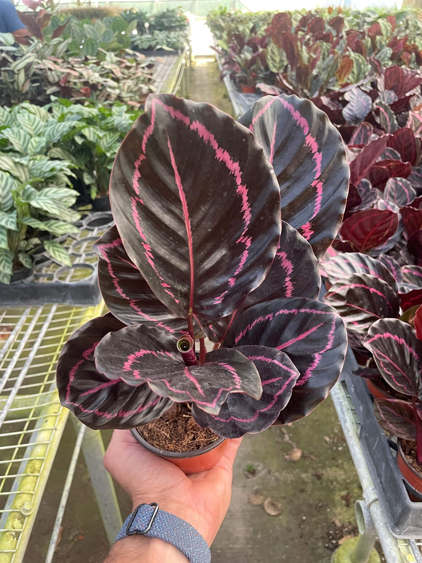 Calathea 'Dottie' - Plantonio