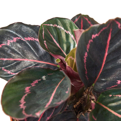 Calathea 'Dottie' - Plantonio