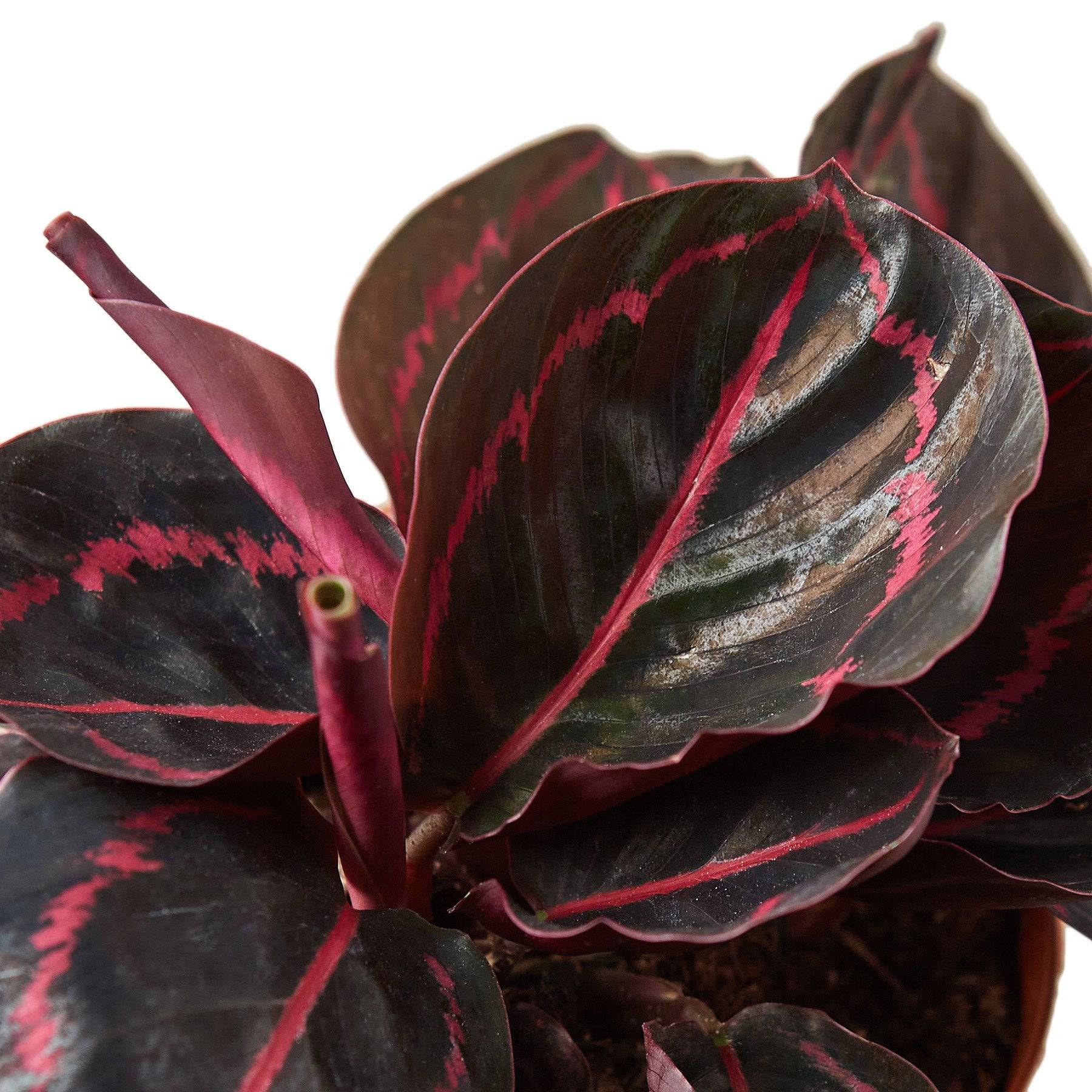 Calathea 'Dottie' - Plantonio