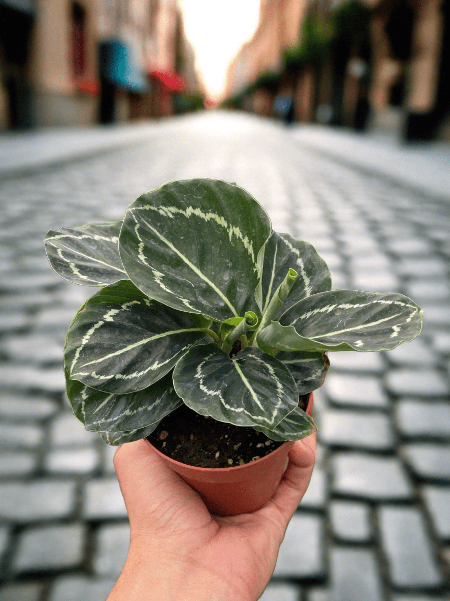 Calathea 'Green Goddess' - Plantonio