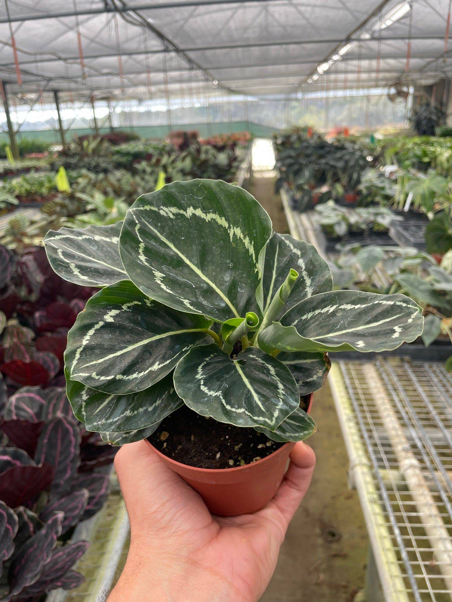 Calathea 'Green Goddess' - Plantonio