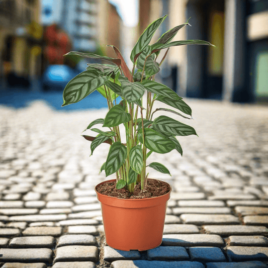 Calathea 'Grey Star' - Plantonio