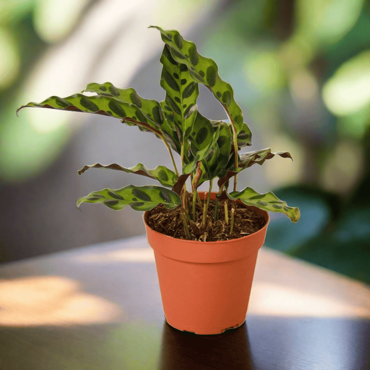 Calathea Lancifolia 'Rattlesnake' - Plantonio