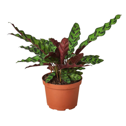 Calathea Lancifolia 'Rattlesnake' - Plantonio