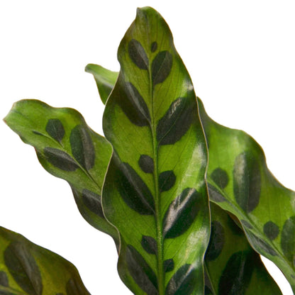 Calathea Lancifolia 'Rattlesnake' - Plantonio