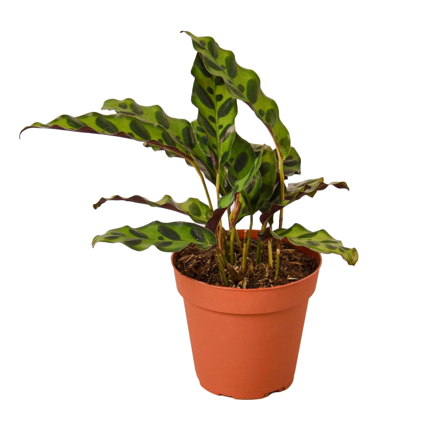 Calathea Lancifolia 'Rattlesnake' - Plantonio