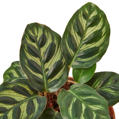 Calathea 'Makoyana' - Plantonio