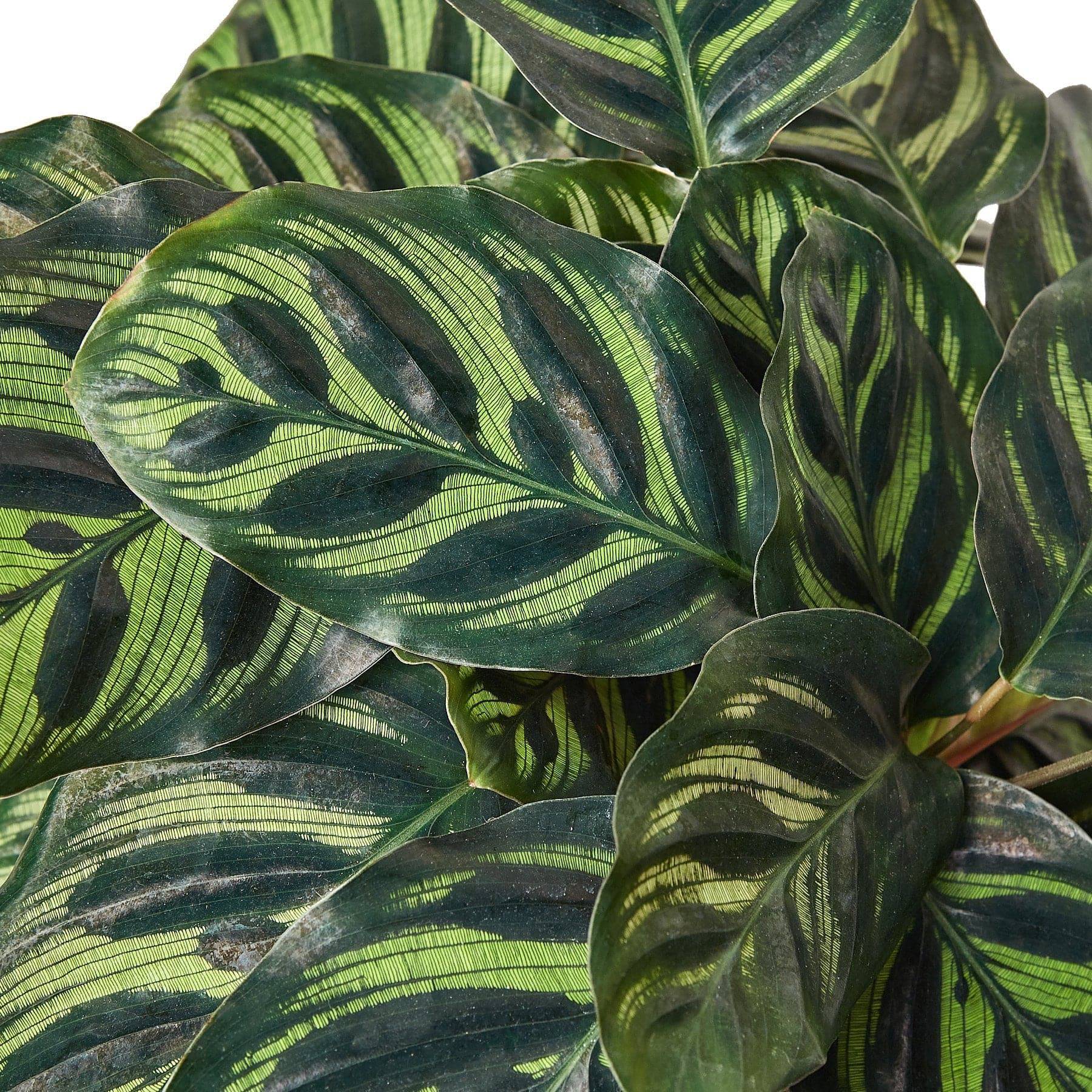 Calathea 'Makoyana' - Plantonio