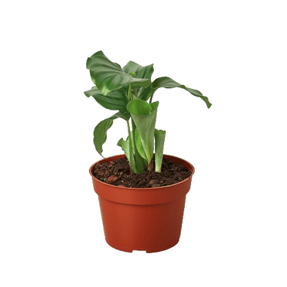 Calathea 'Orbifolia' - Plantonio