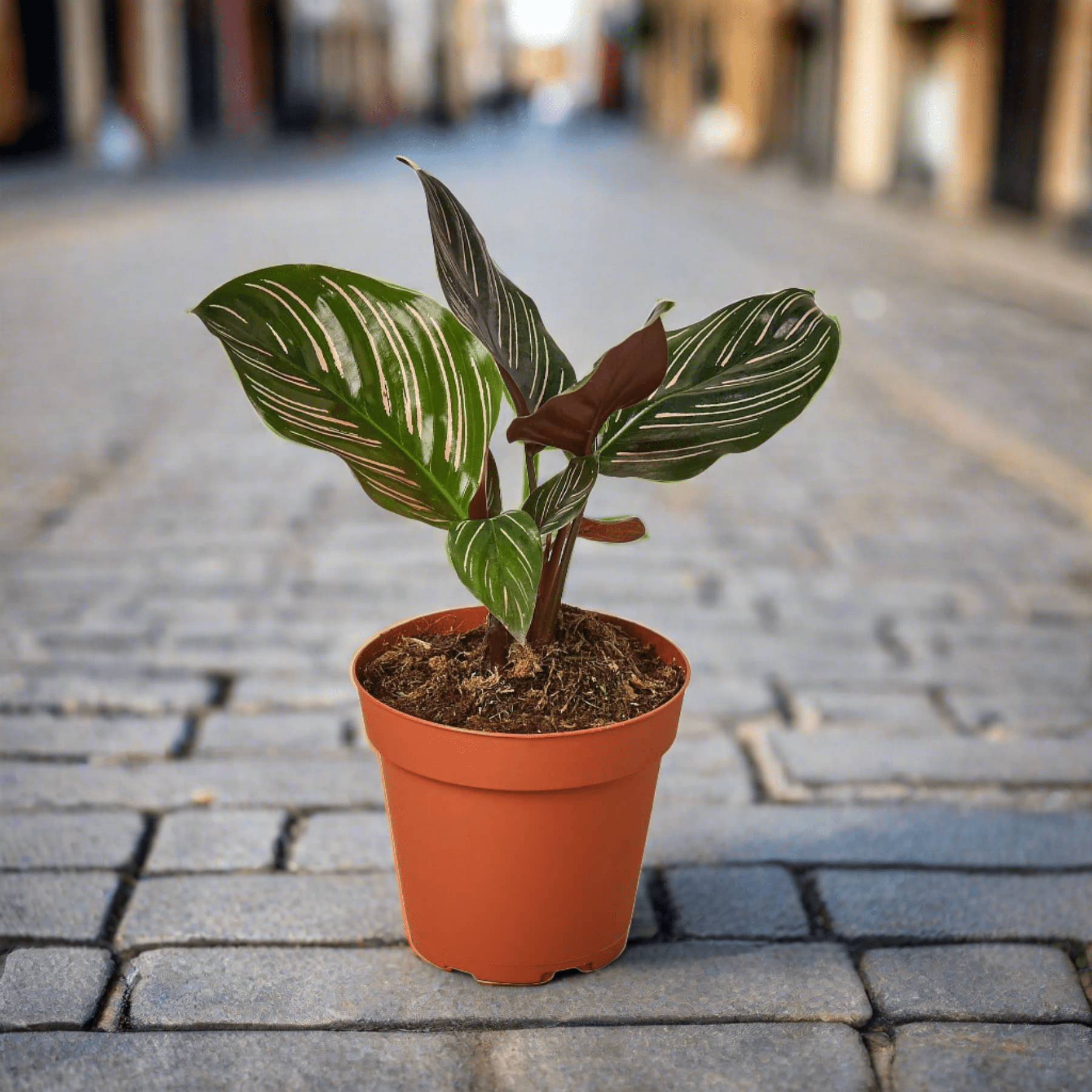 Calathea 'Ornata' - Plantonio