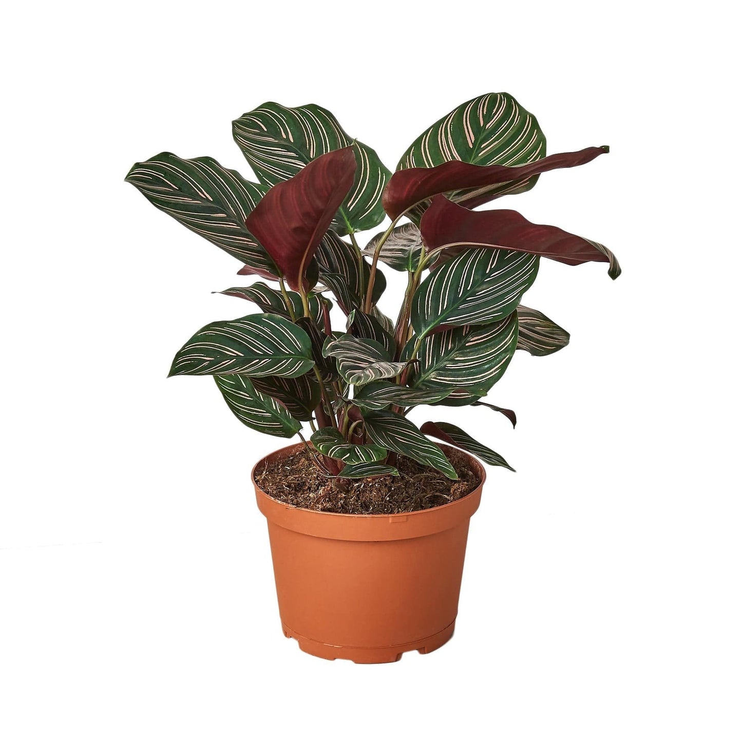 Calathea 'Ornata' - Plantonio