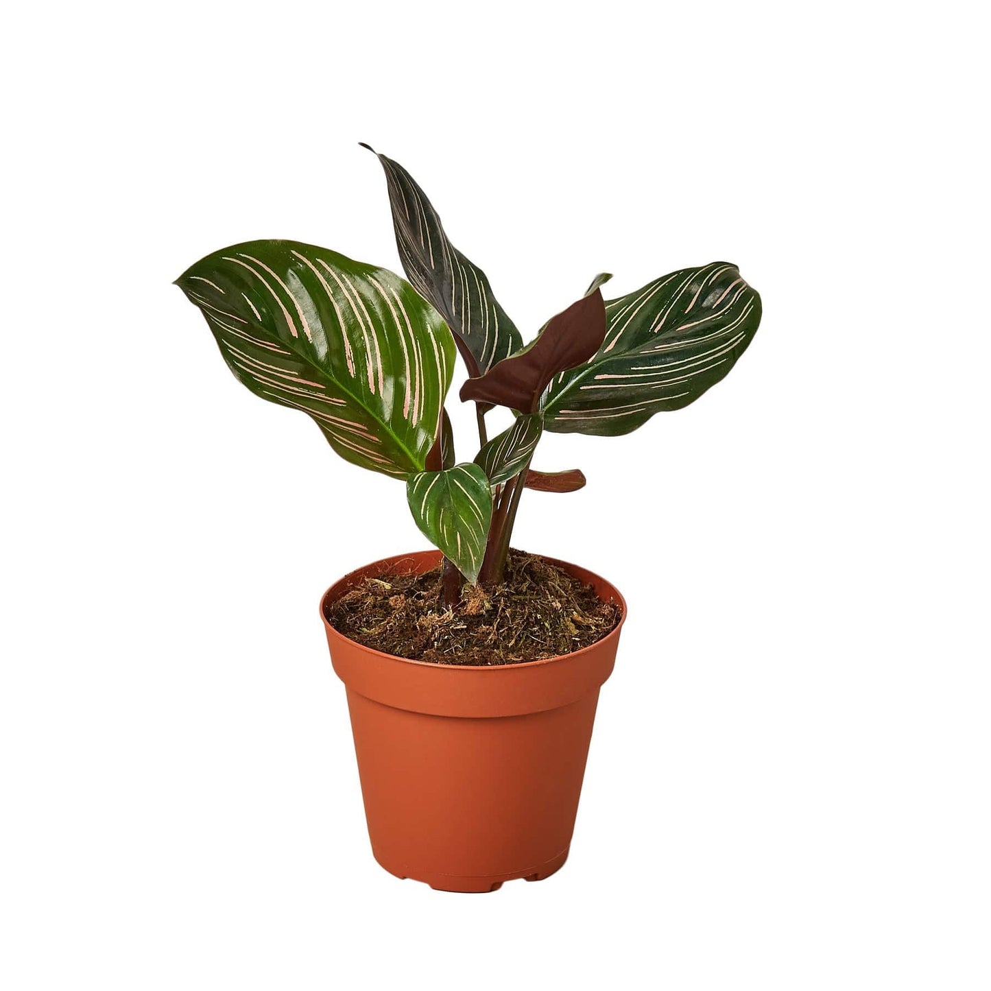 Calathea 'Ornata' - Plantonio