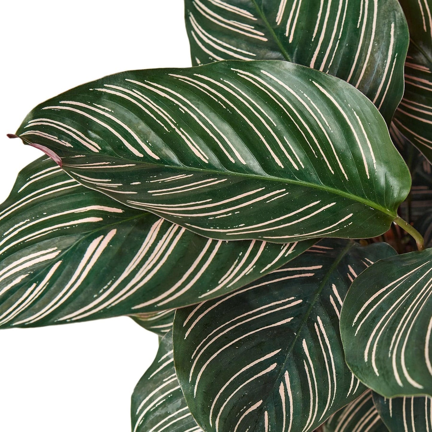 Calathea 'Ornata' - Plantonio