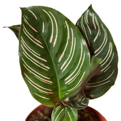 Calathea 'Ornata' - Plantonio