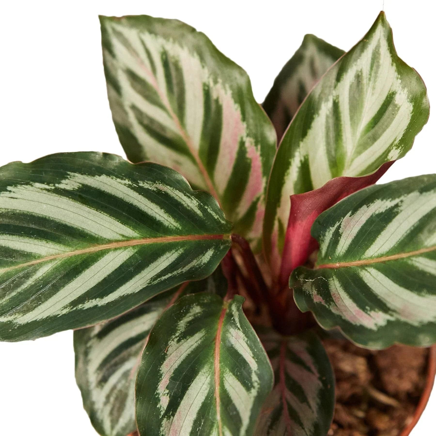 Calathea 'Peacock' - Plantonio