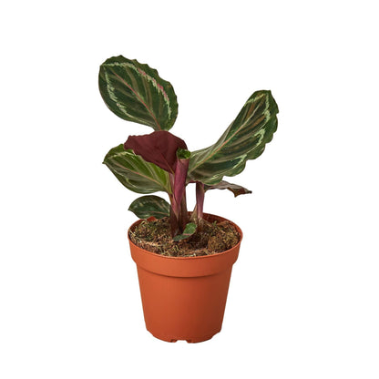 Calathea Roseopicta 'Medallion' - Plantonio