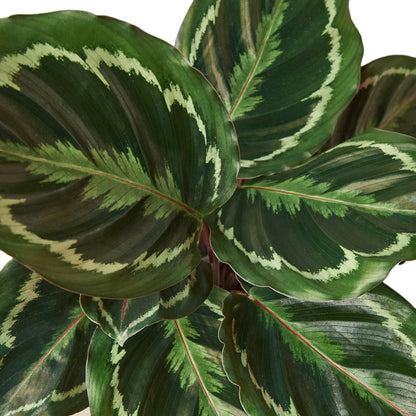 Calathea Roseopicta 'Medallion' - Plantonio