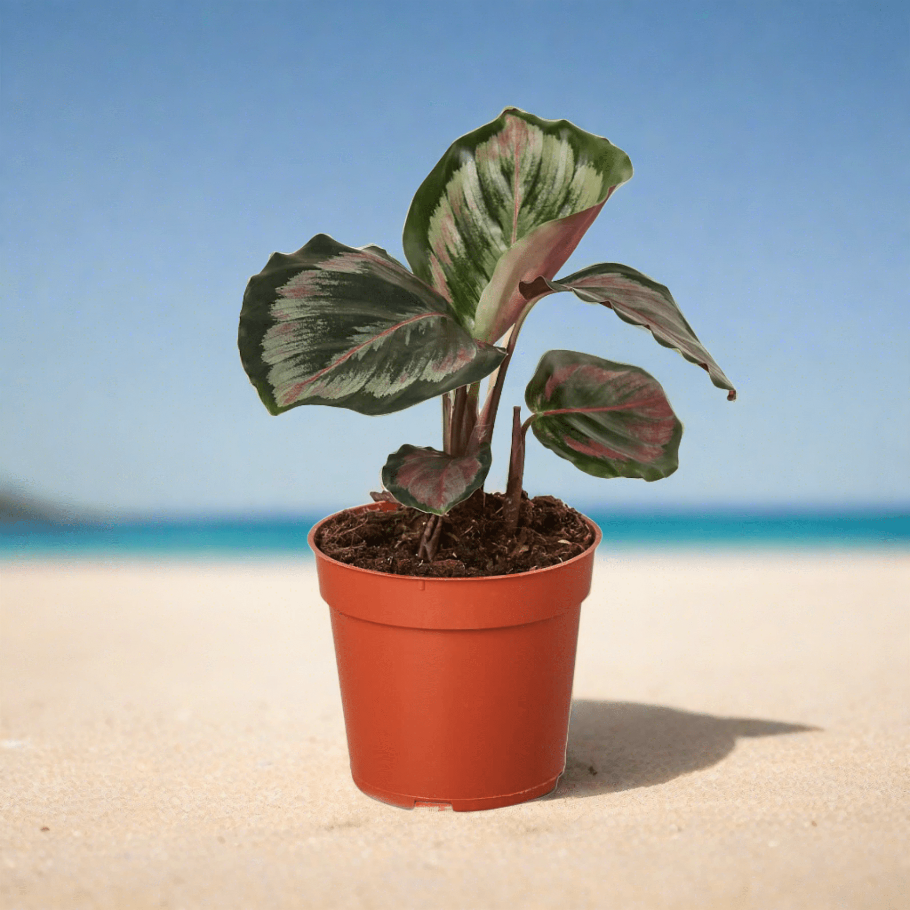 Calathea Roseopicta 'Medallion' II - 4" Pot - Plantonio