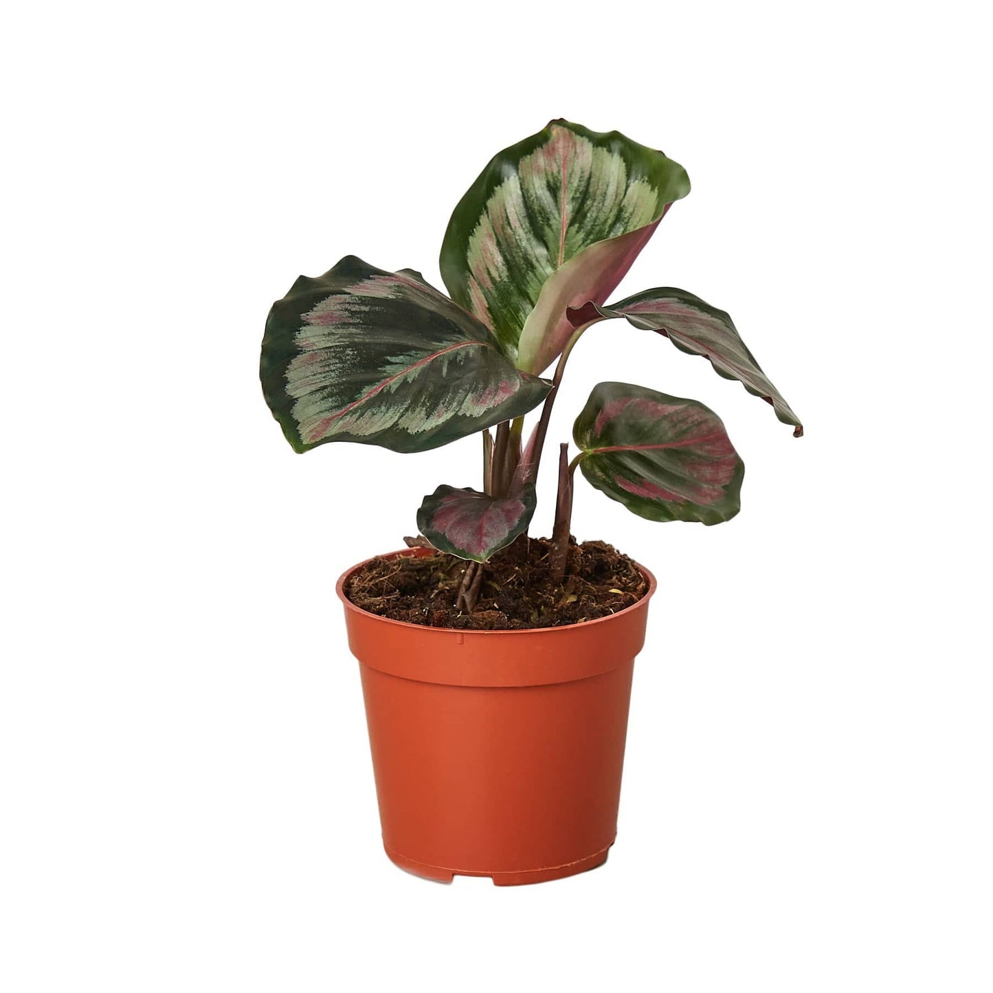 Calathea Roseopicta 'Medallion' II - 4" Pot - Plantonio