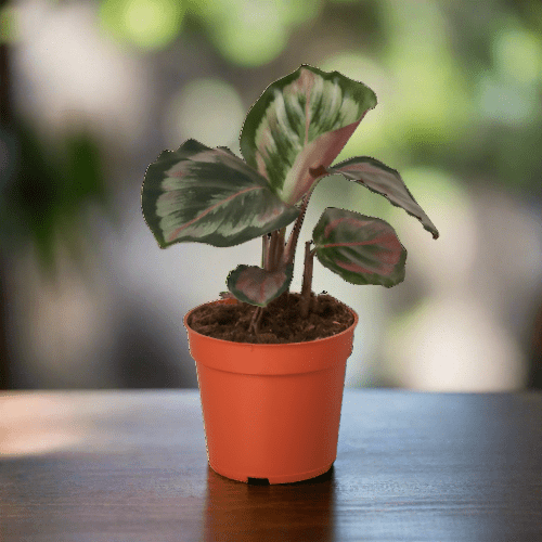 Calathea Roseopicta 'Medallion' II - 6" Pot - Plantonio