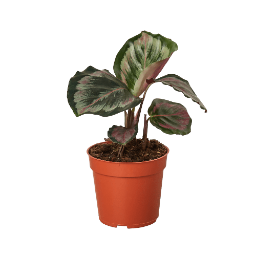 Calathea Roseopicta 'Medallion' II - 6" Pot - Plantonio