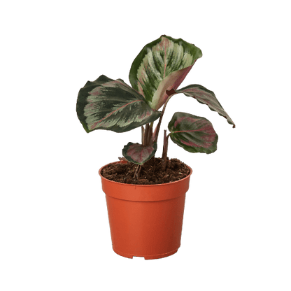 Calathea Roseopicta 'Medallion' II - 6" Pot - Plantonio