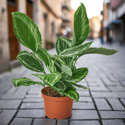 Calathea Roseopicta 'Medallion' III - 6" Pot - Plantonio