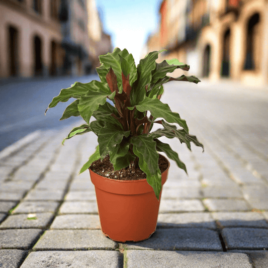 Calathea Rufibarba 'Furry Feather' - Plantonio