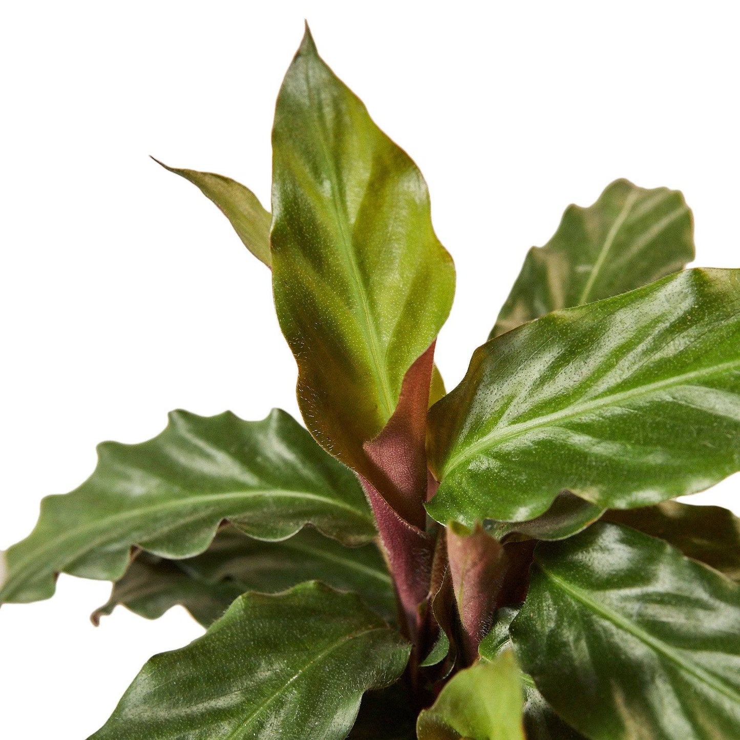 Calathea Rufibarba 'Furry Feather' - Plantonio