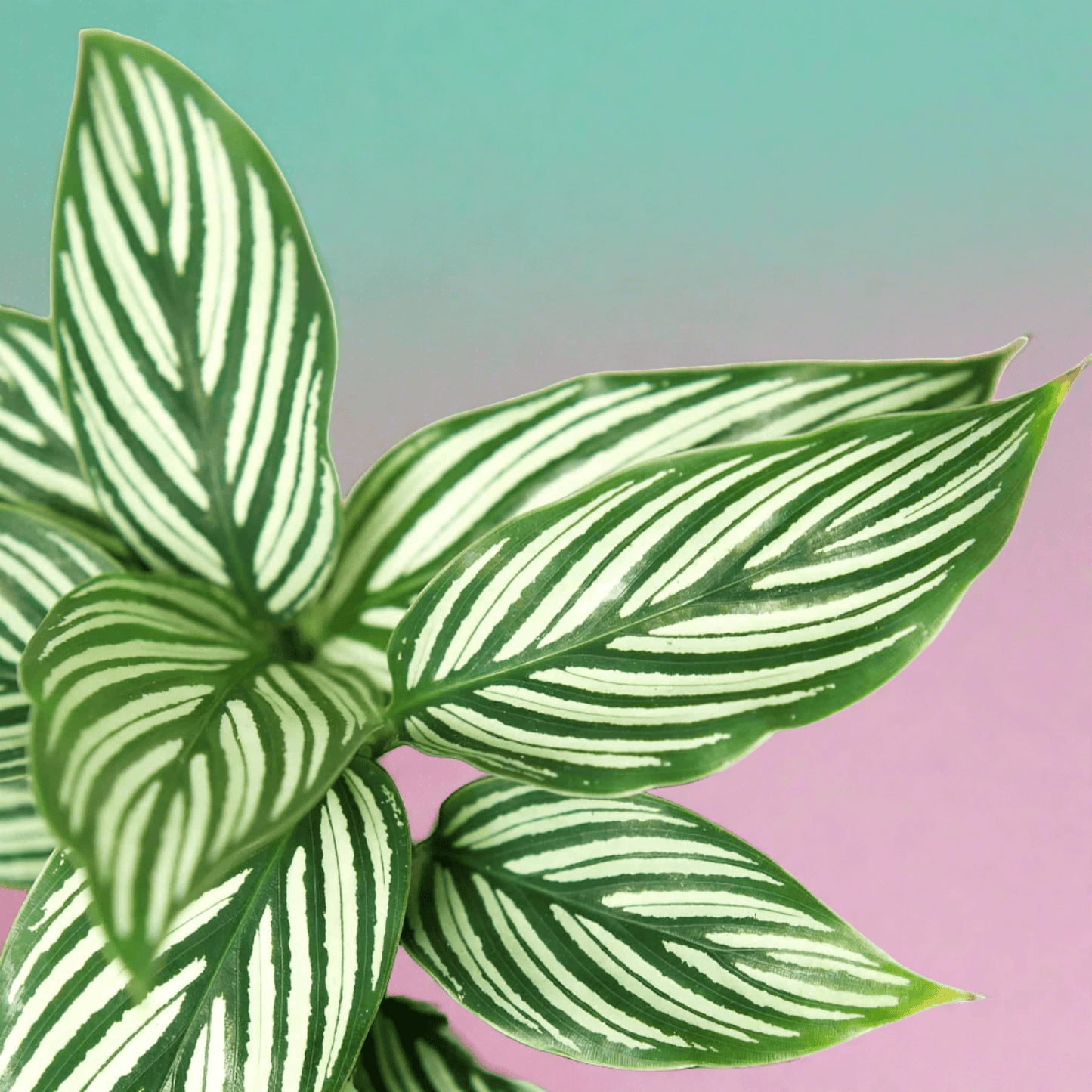 Calathea 'Vittata' - Plantonio