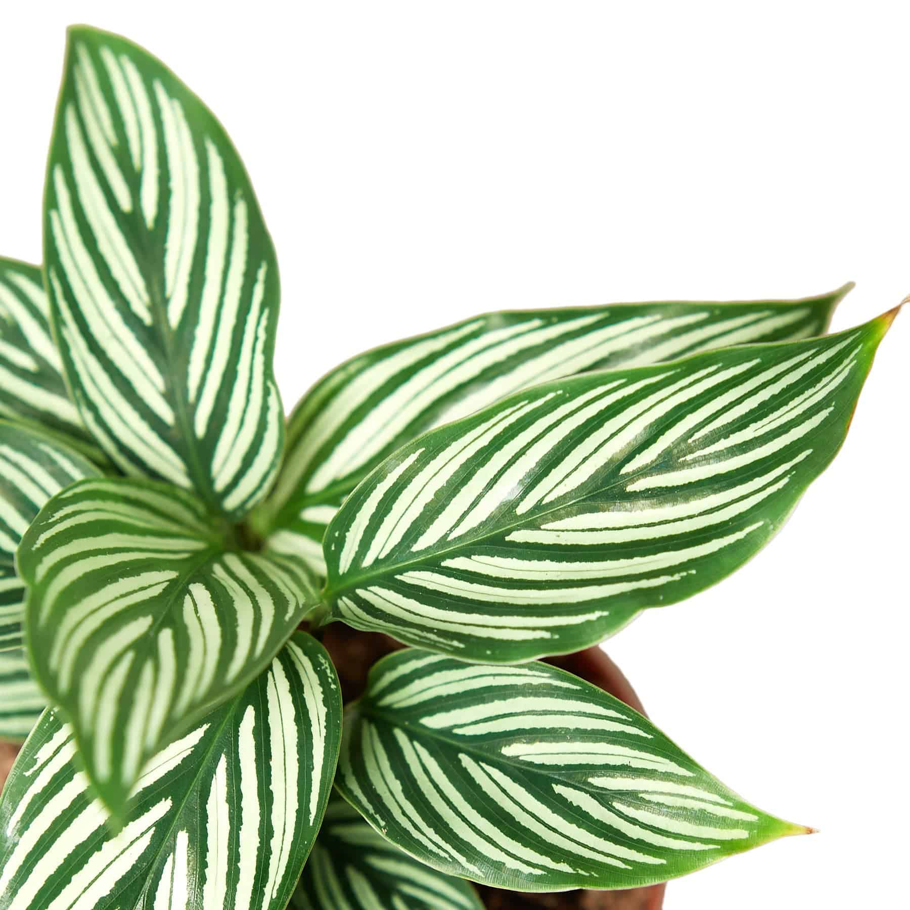 Calathea 'Vittata' - Plantonio