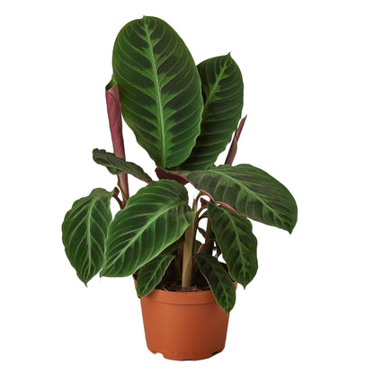 Calathea 'Warscewiczii' - 6" Pot - Plantonio