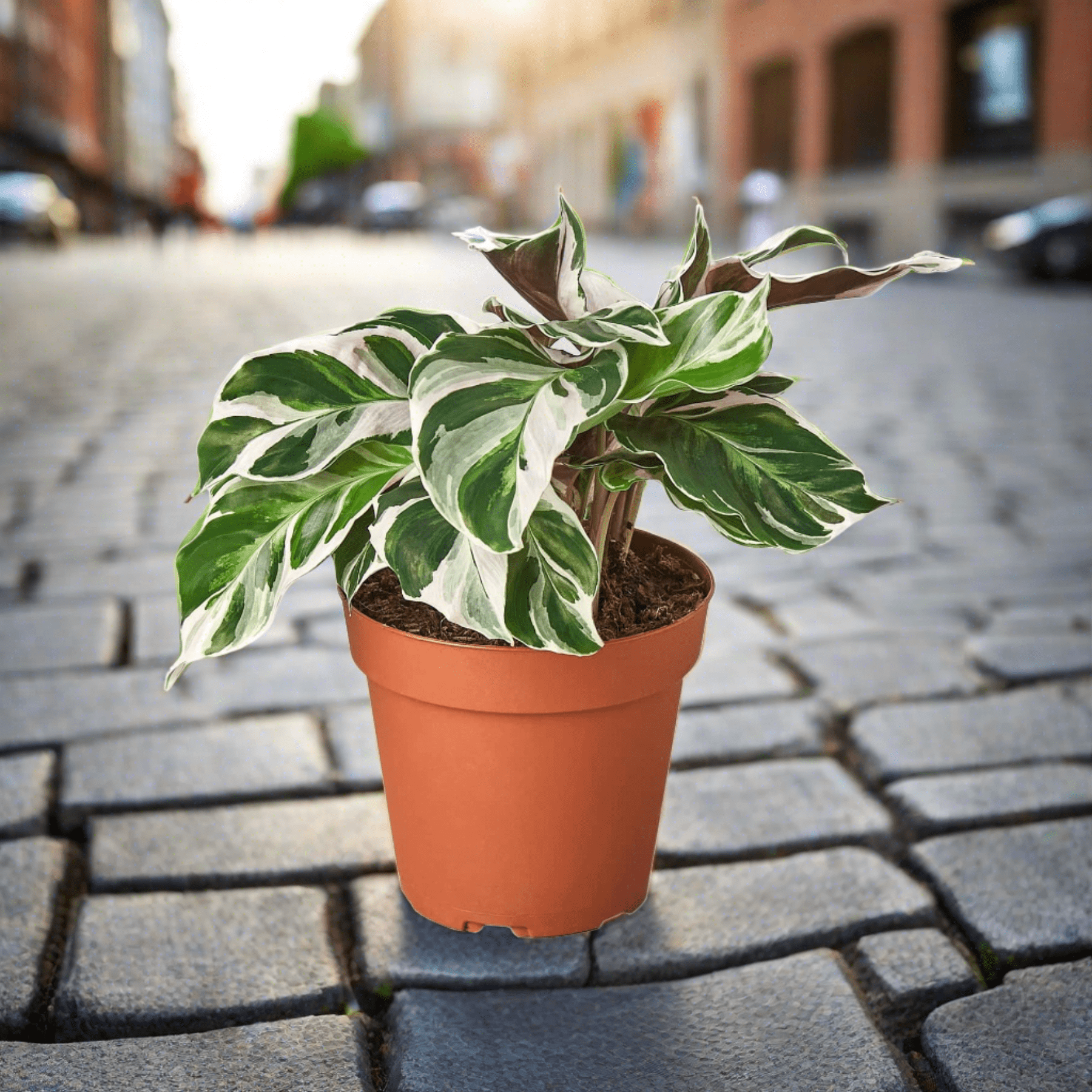 Calathea 'White Fusion' - Plantonio