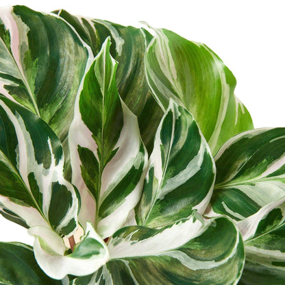 Calathea 'White Fusion' - Plantonio