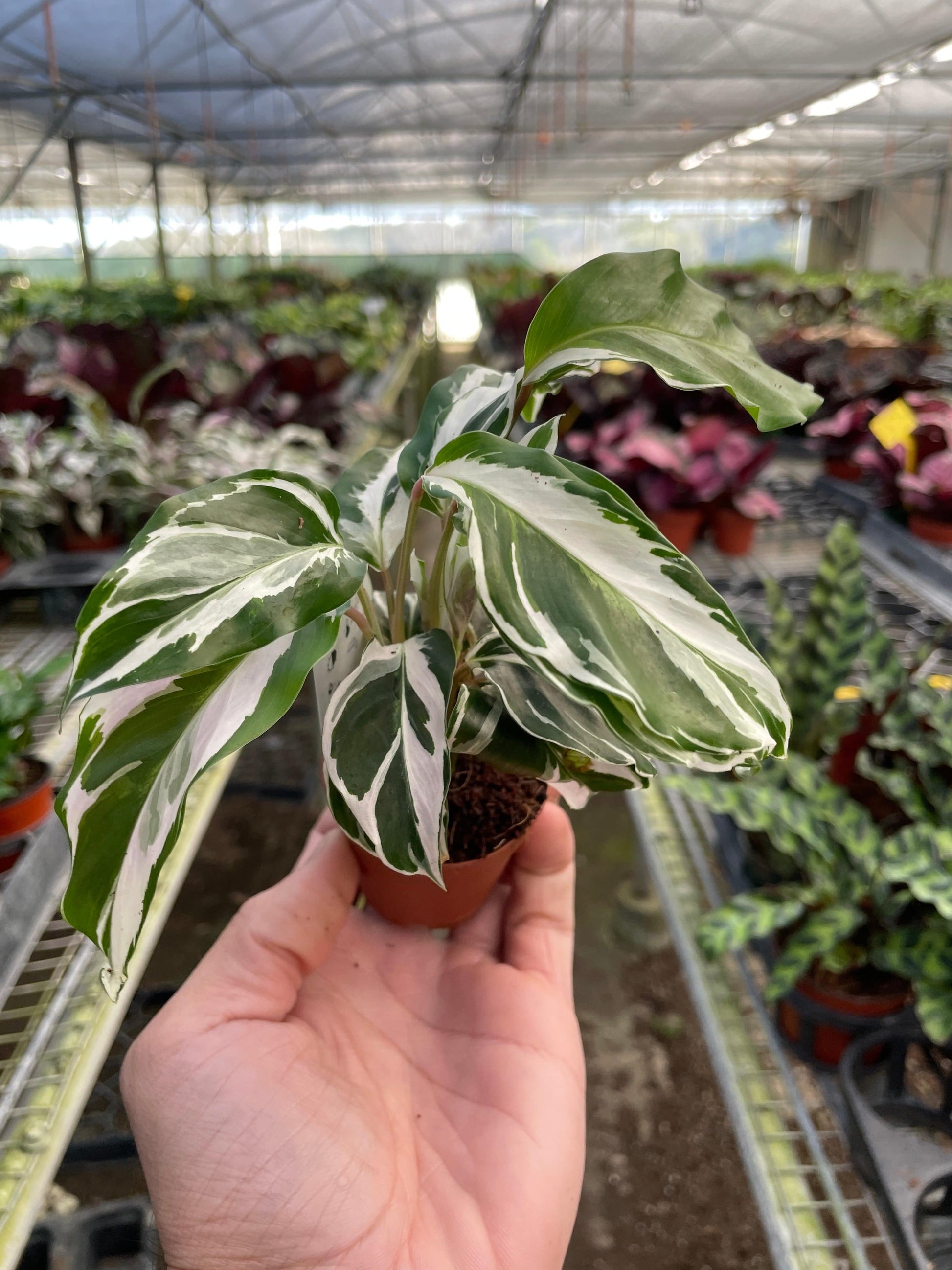 Calathea 'White Fusion' - Plantonio