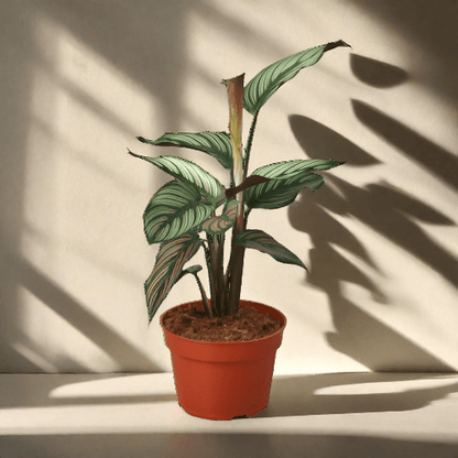 Calathea 'White Star' - Plantonio