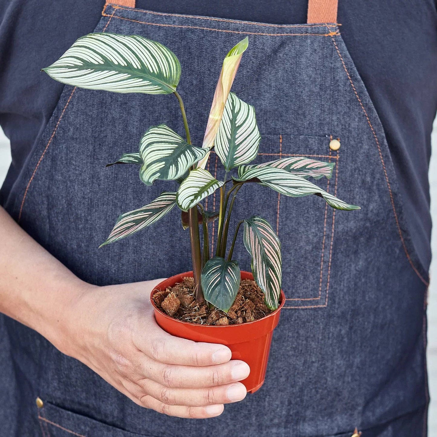 Calathea 'White Star' - Plantonio