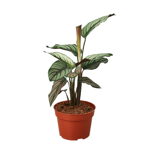 Calathea 'White Star' - Plantonio