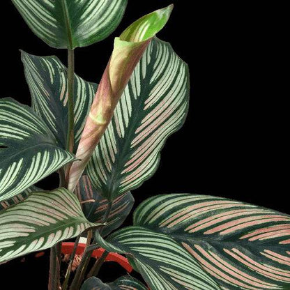 Calathea 'White Star' - Plantonio