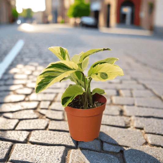 Calathea 'Yellow Fusion' - Plantonio