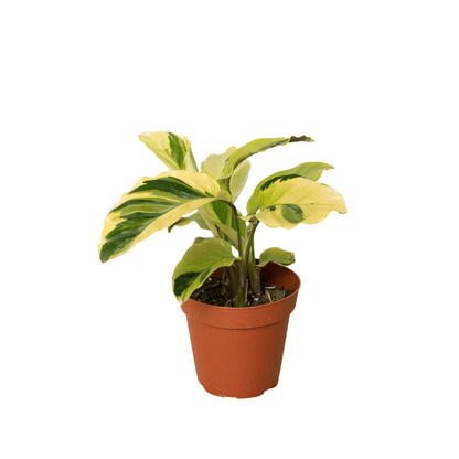 Calathea 'Yellow Fusion' - Plantonio