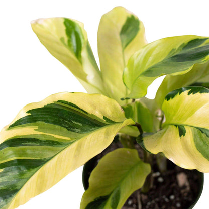 Calathea 'Yellow Fusion' - Plantonio