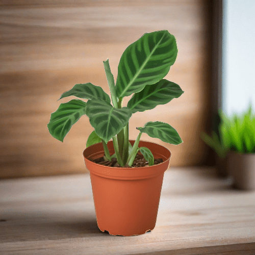 Calathea 'Zebrina' - 4" Pot - Plantonio