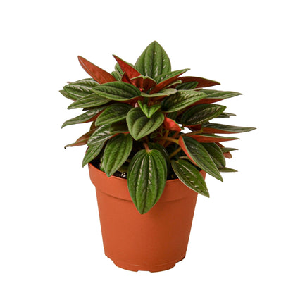 Peperomia Rosso - Plantonio