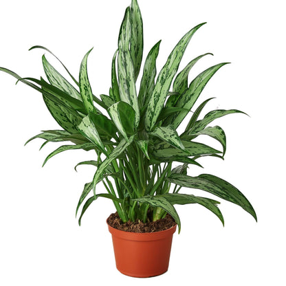 Chinese Evergreen 'Cutlass' - Plantonio