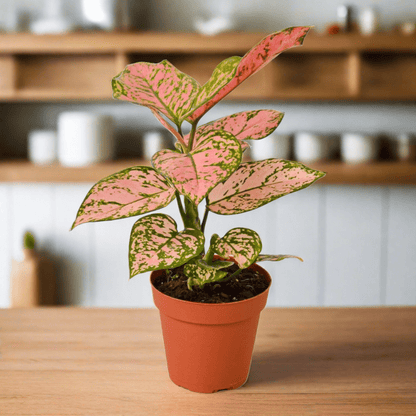 Chinese Evergreen 'Lady Valentine' - Plantonio